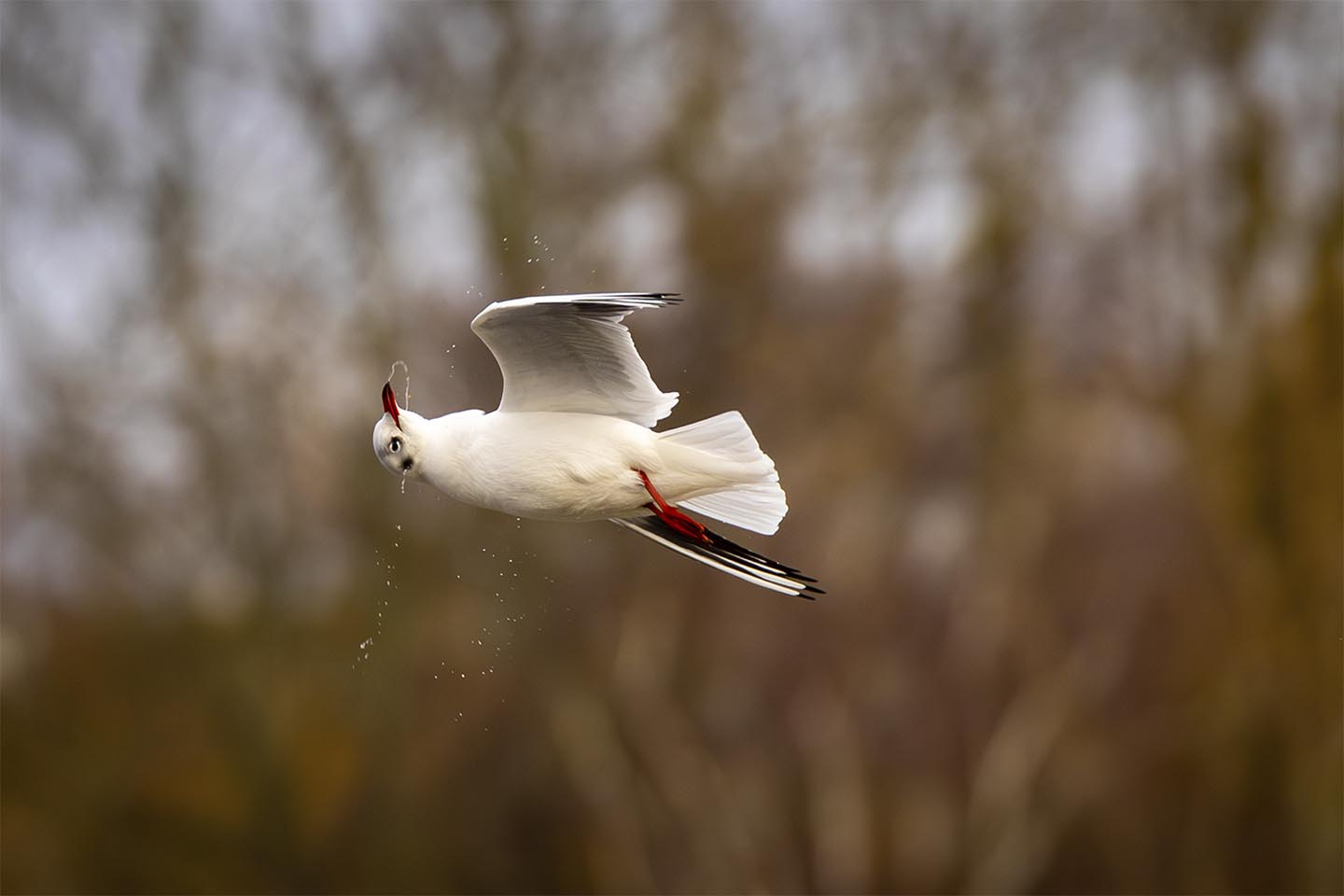 Maage der tømme næbet av MSJ Natur Foto