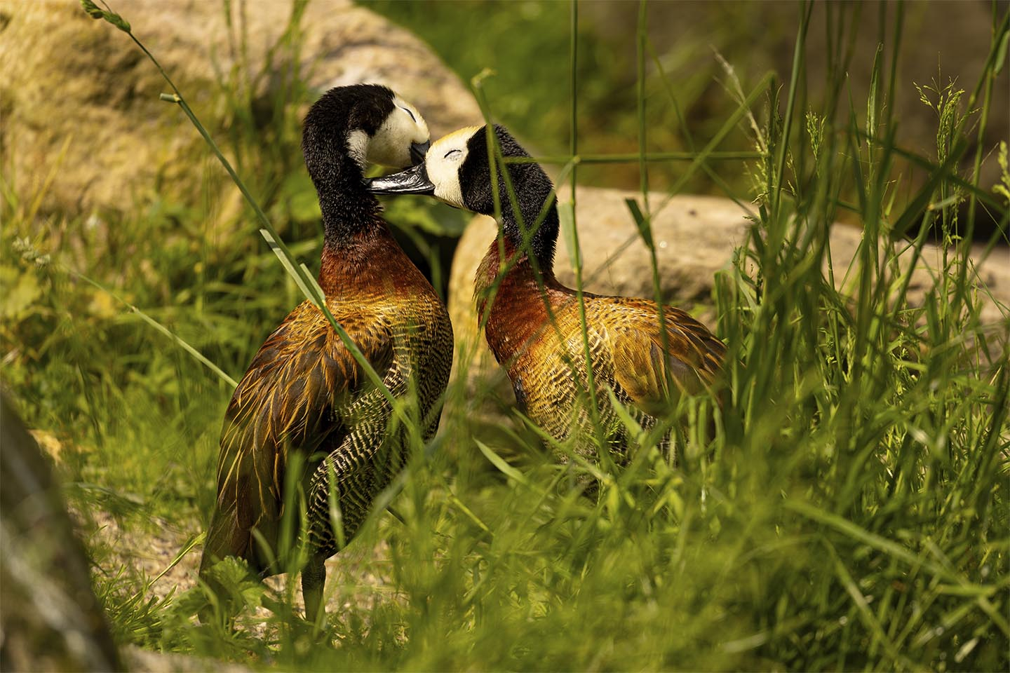 Kærlig omsorg blandt ænder av MSJ Natur Foto