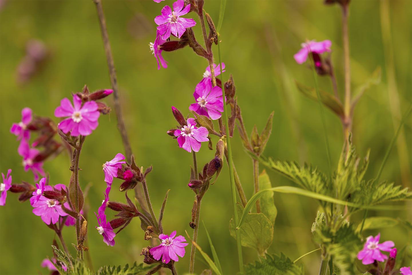 En smuk samling blomster av MSJ Natur Foto