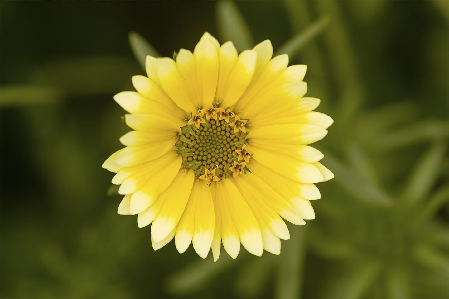 En skøn gul blomst av MSJ Natur Foto