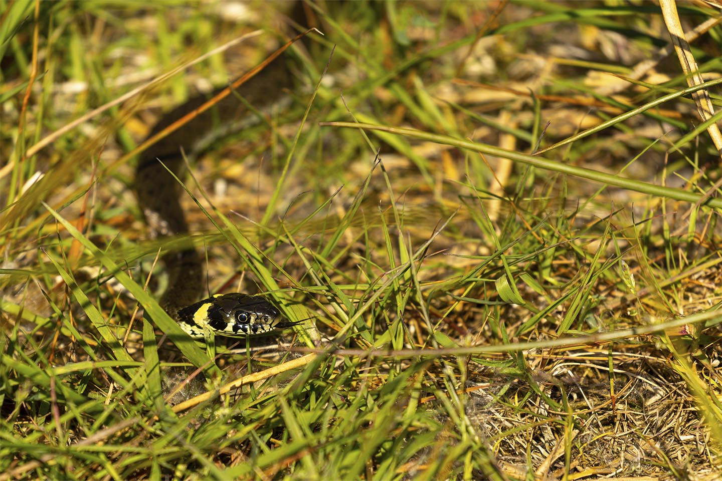 En nysgerig snog av MSJ Natur Foto