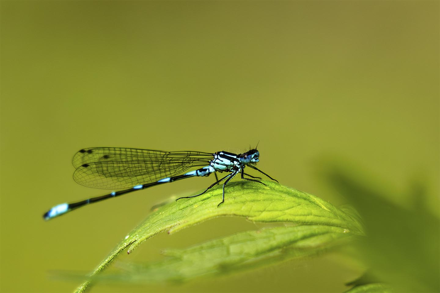 Den smukke Vandnymfe av MSJ Natur Foto