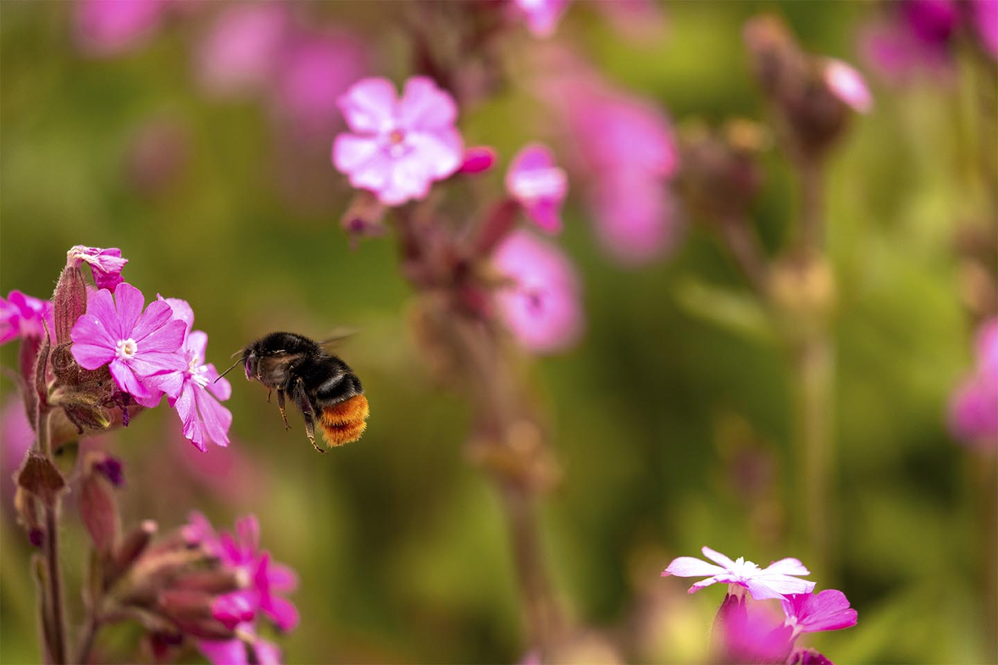 Blomster og Humlebi av MSJ Natur Foto