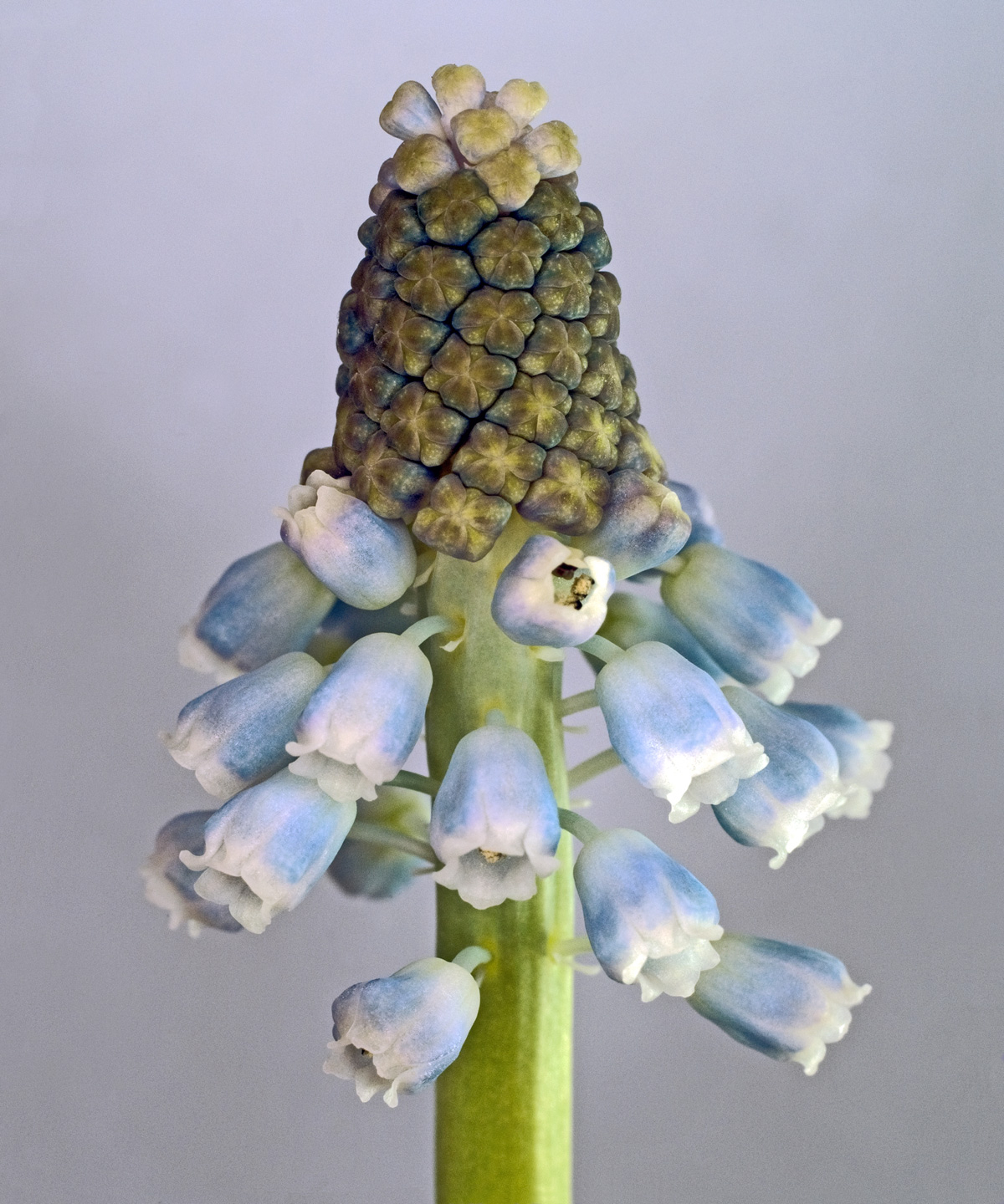 Muscari Botryoides av Pauline Snoeijs