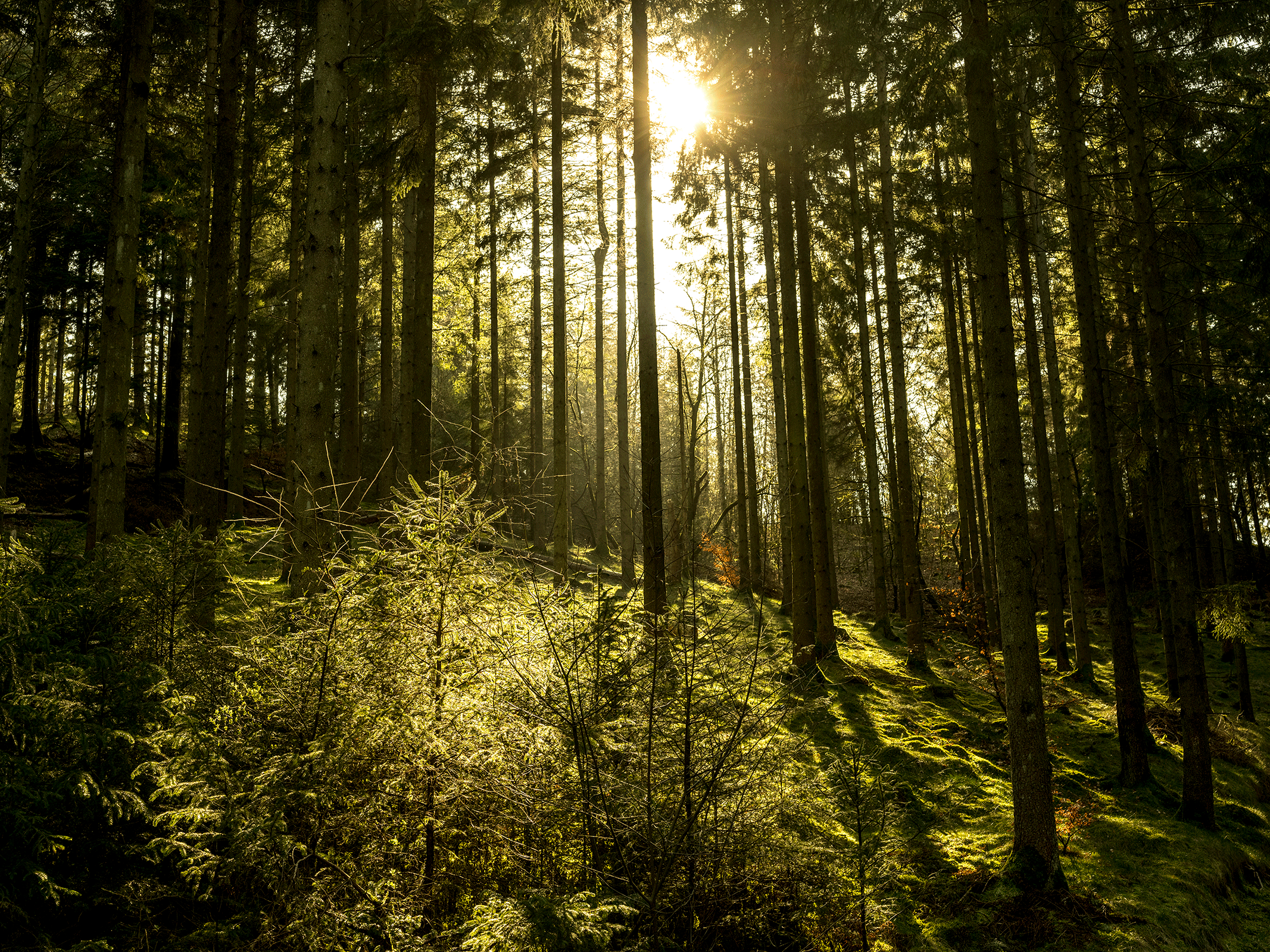 Natur14 av Preben Stentoft