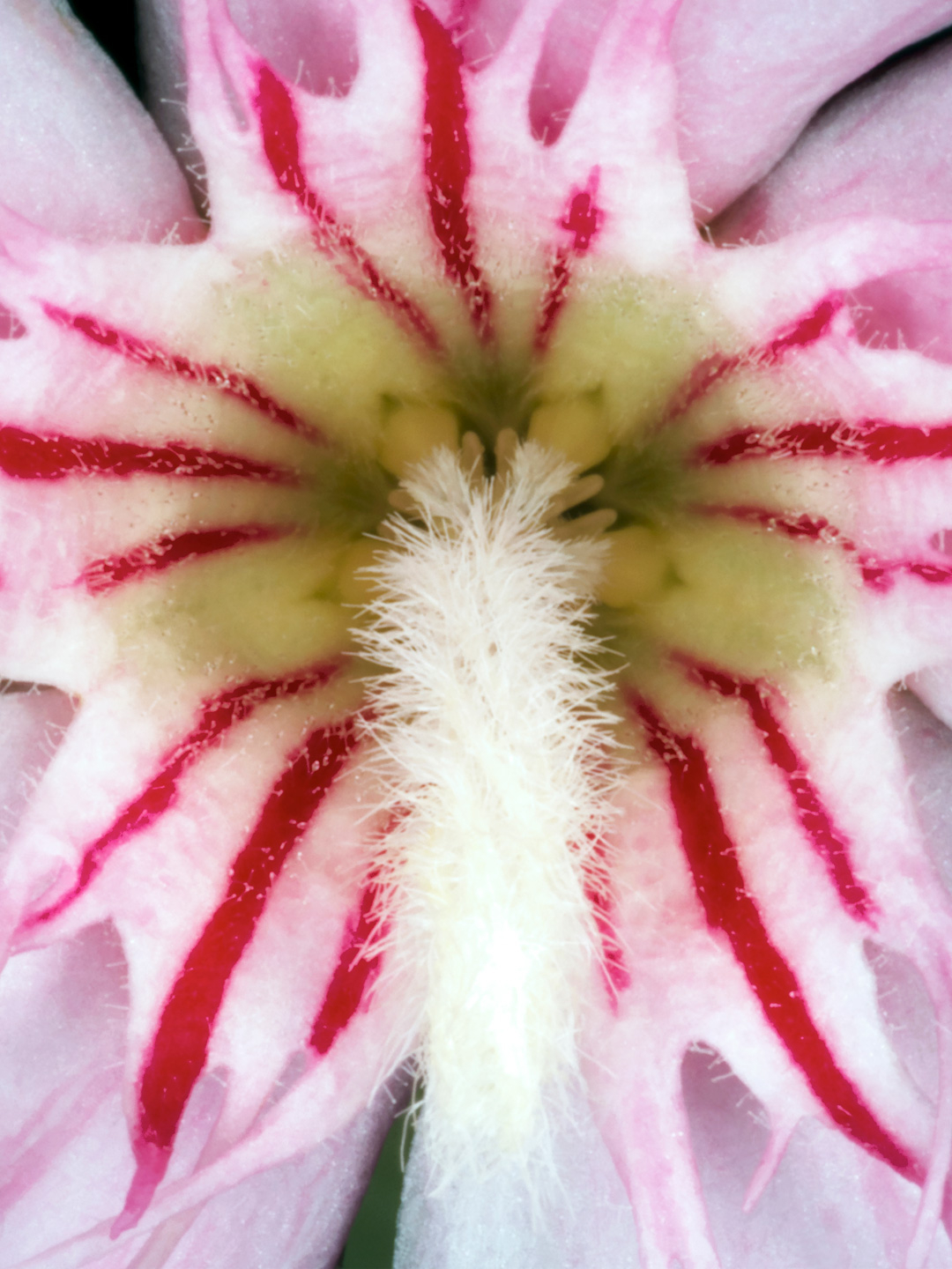 Nerium Oleander av Pauline Snoeijs