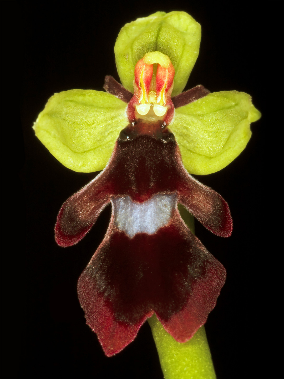 Ophrys Insectifera av Pauline Snoeijs