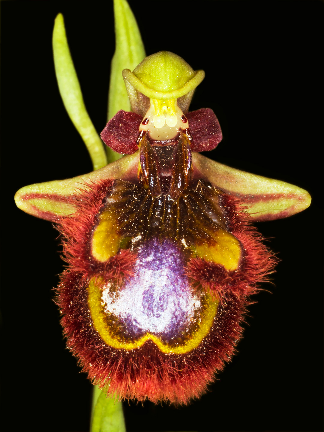 Ophrys Speculum av Pauline Snoeijs