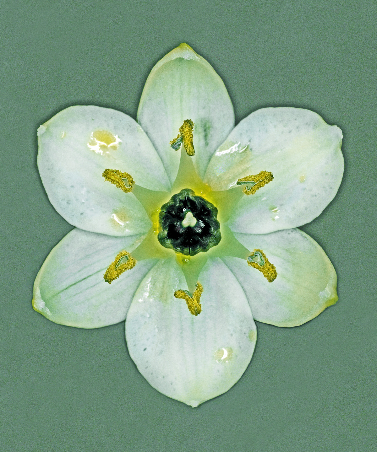 Ornithogalum Arabicum av Pauline Snoeijs