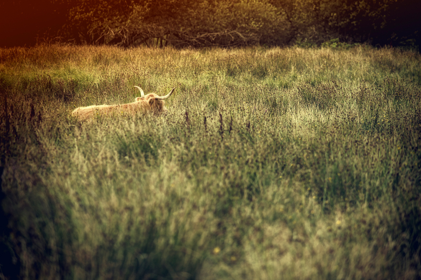 Pasture av Gustavo Orensztajn