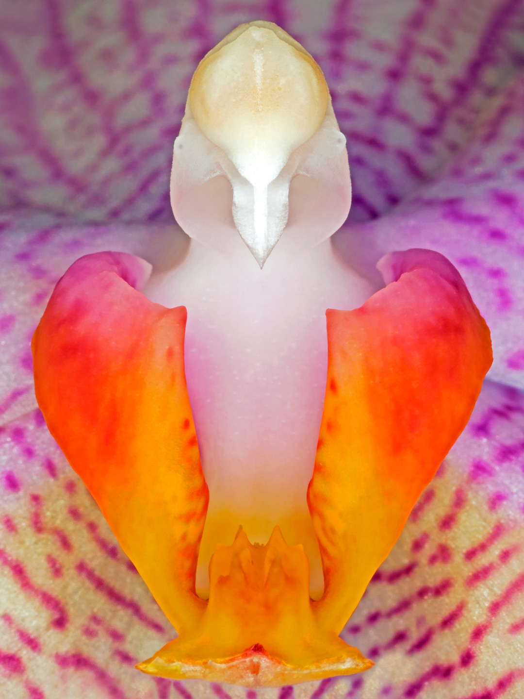 Phalanaeopsis 1 av Pauline Snoeijs