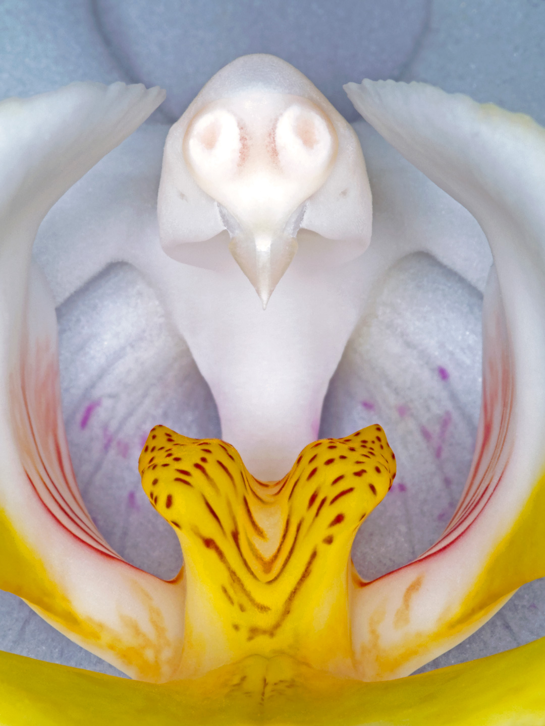Phalanaeopsis 2 av Pauline Snoeijs