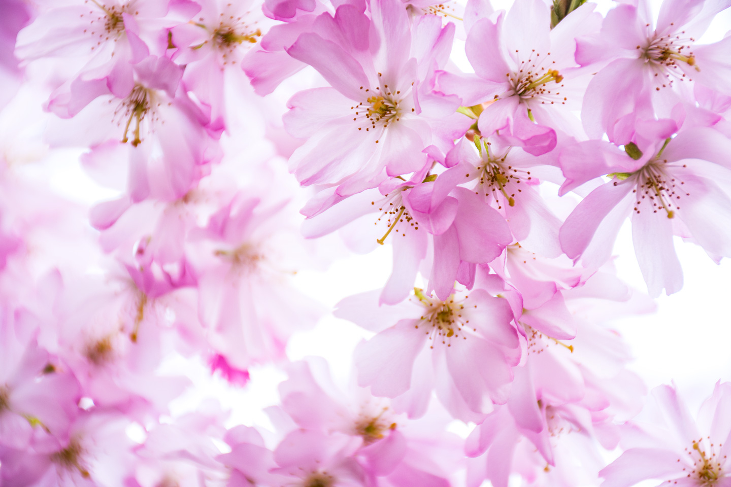 Pink Cherry Dream av Kirsten Stigsgaard