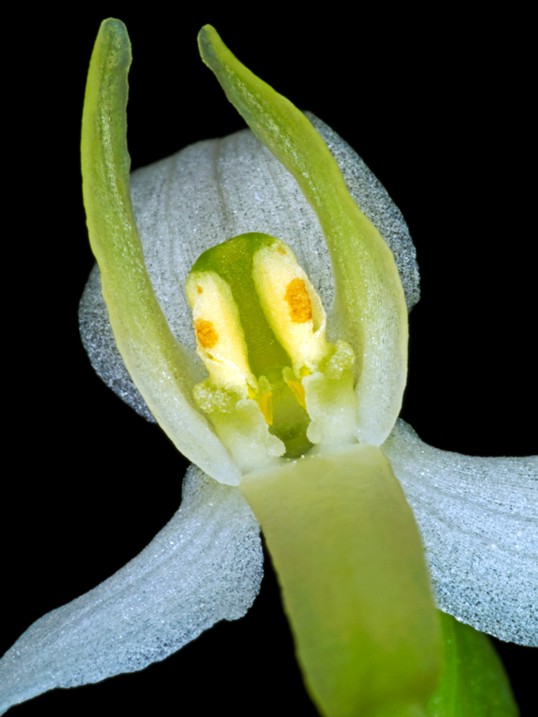 Platanthera Bifolia av Pauline Snoeijs