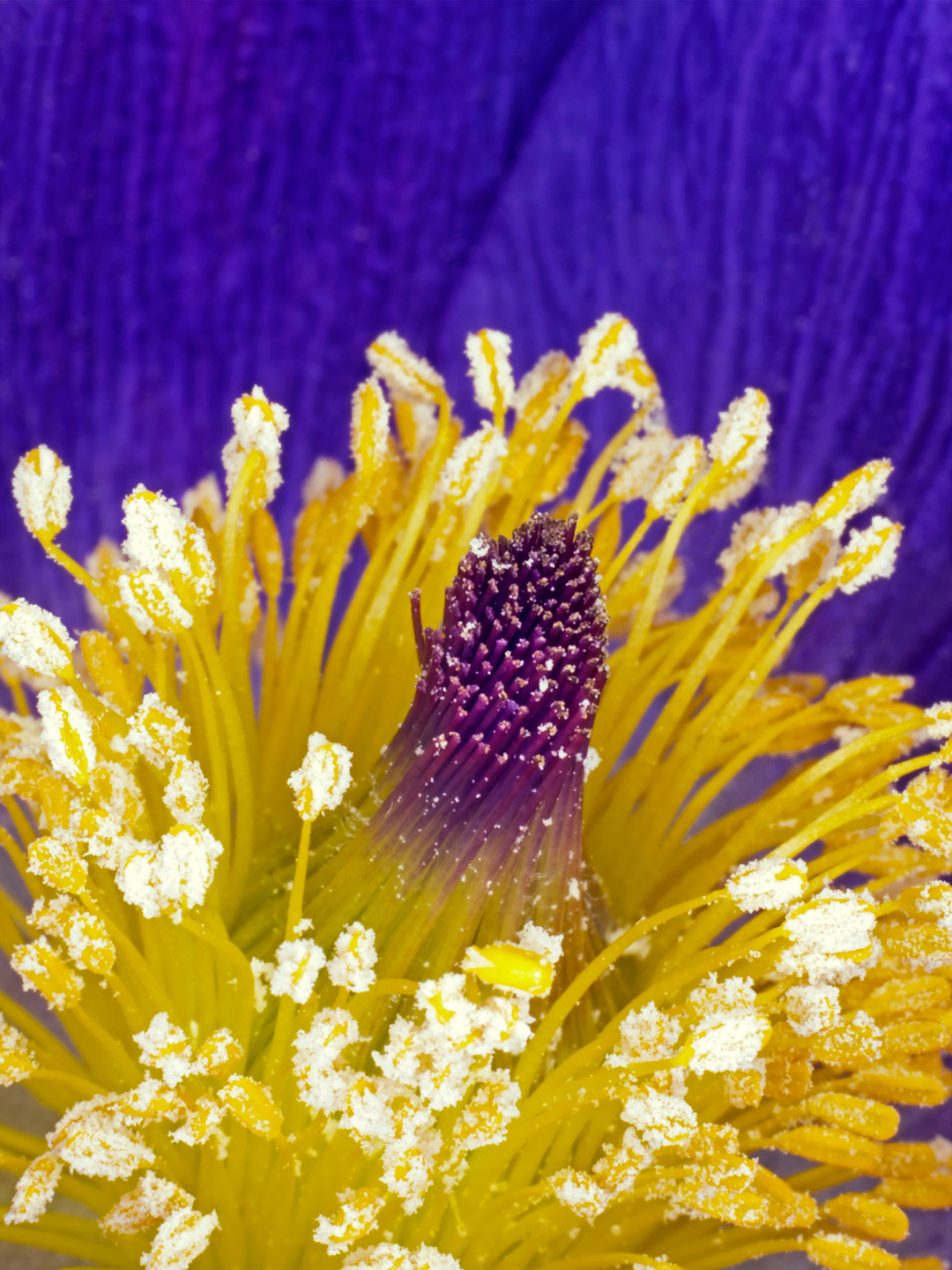 Pulsatilla Vulgaris av Pauline Snoeijs