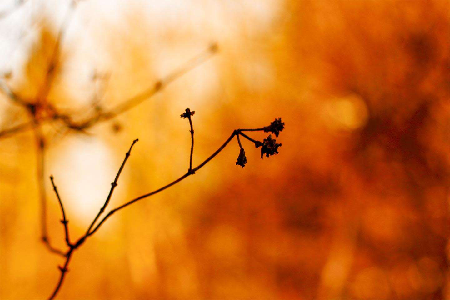 Golden branches av Rasmus Gundorff Sæderup