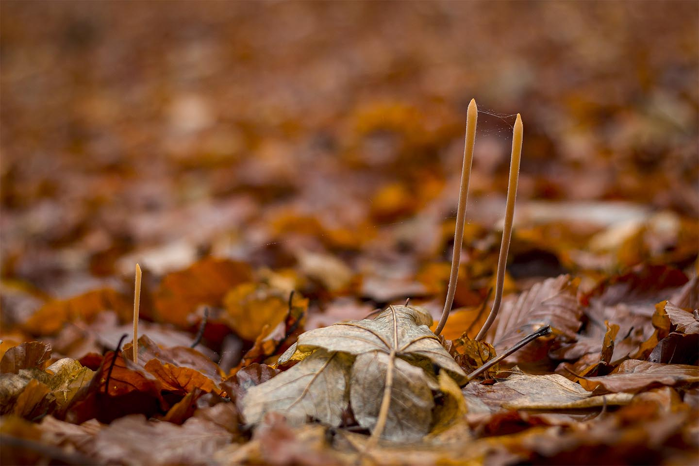 Autumn forest floor av Rasmus Gundorff Sæderup