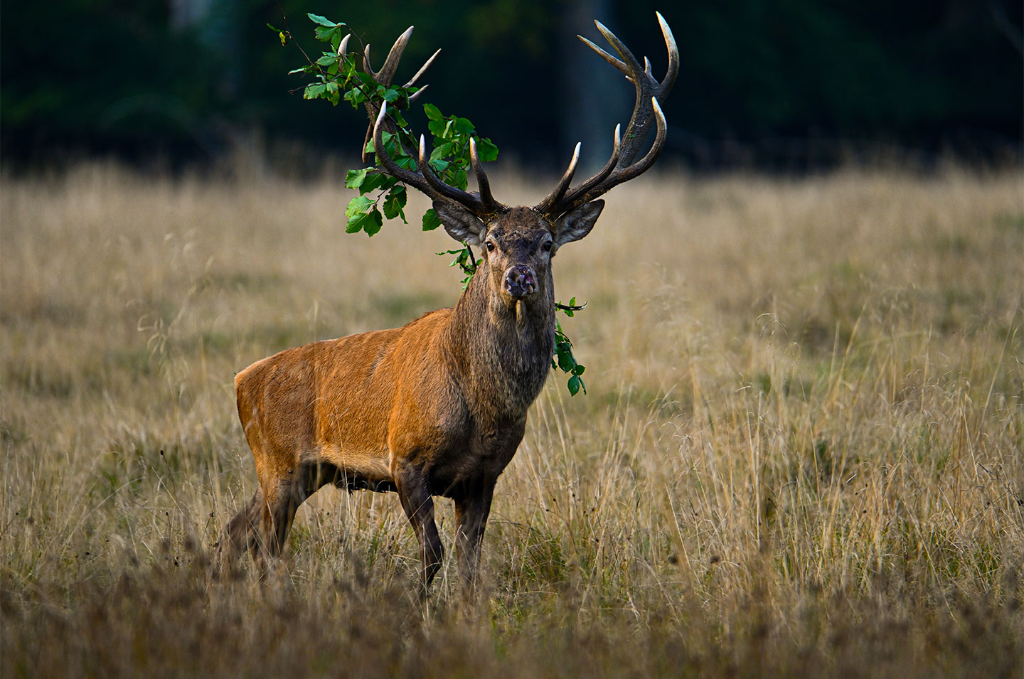 Red deer stag with accessories av Daniel Faisst