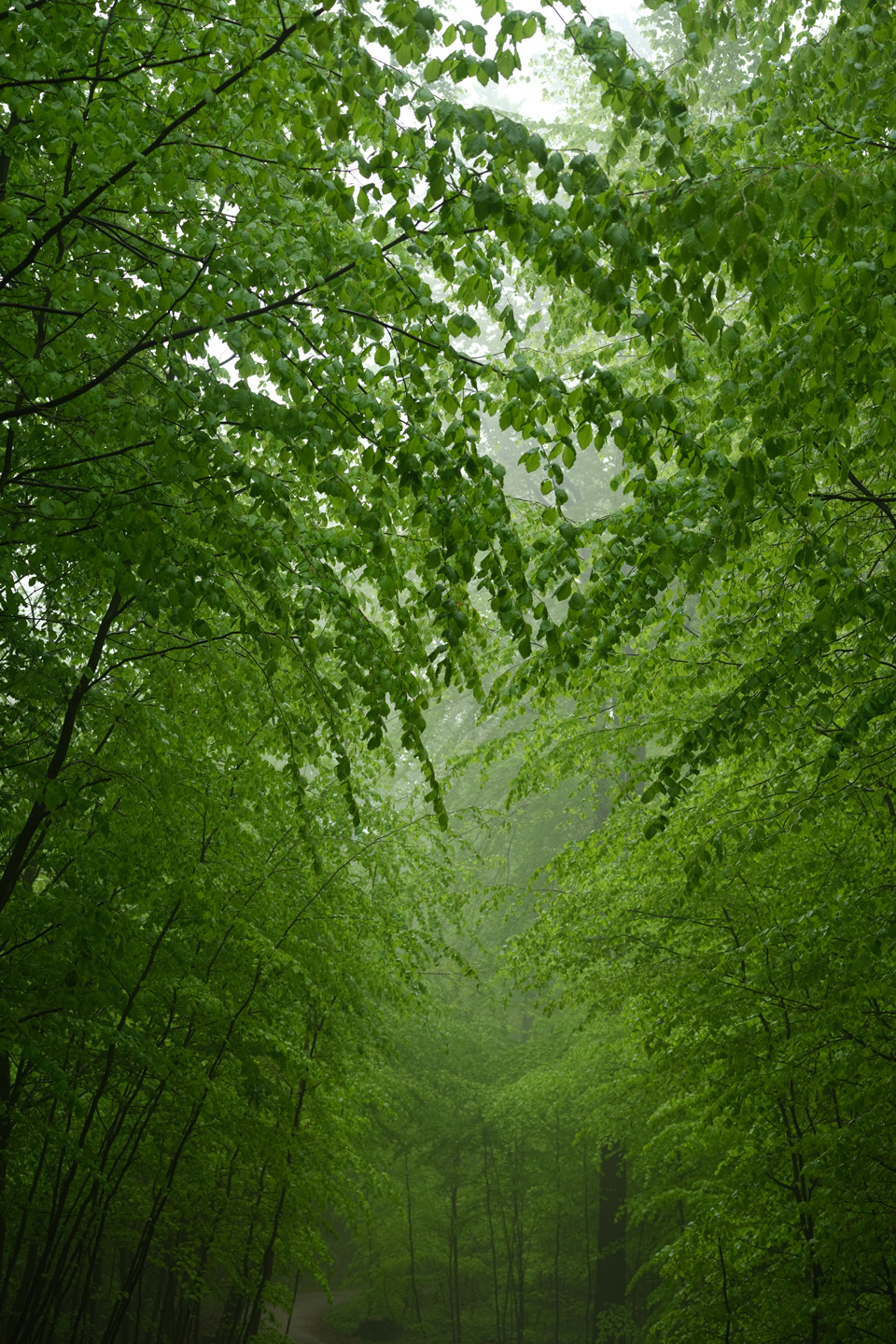 Risskov3 av Preben Stentoft