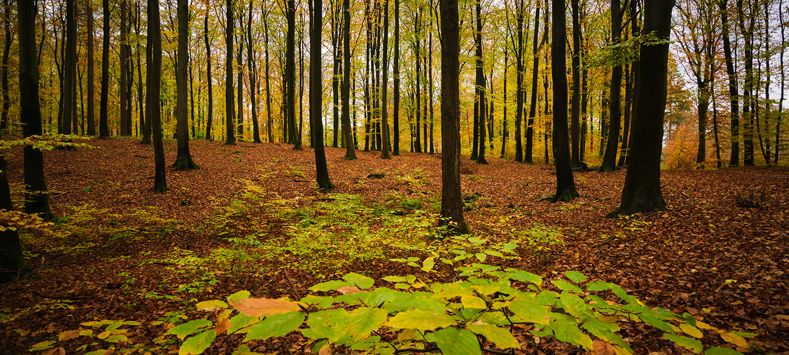 Road of leafs av Jakob Evers