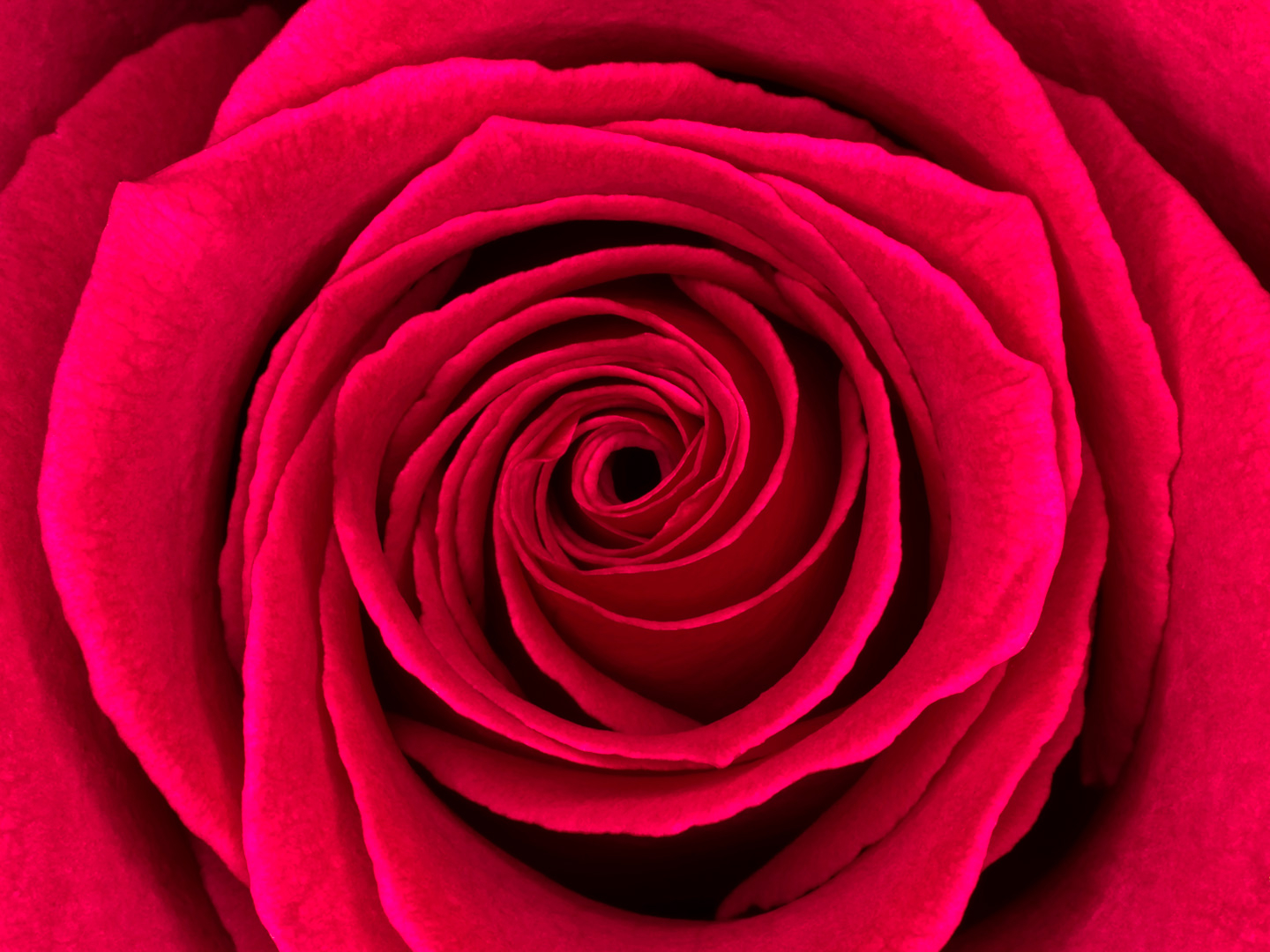 Rosa av Pauline Snoeijs