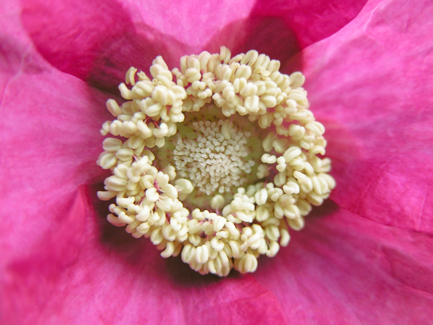 Rubus Odoratus av Pauline Snoeijs