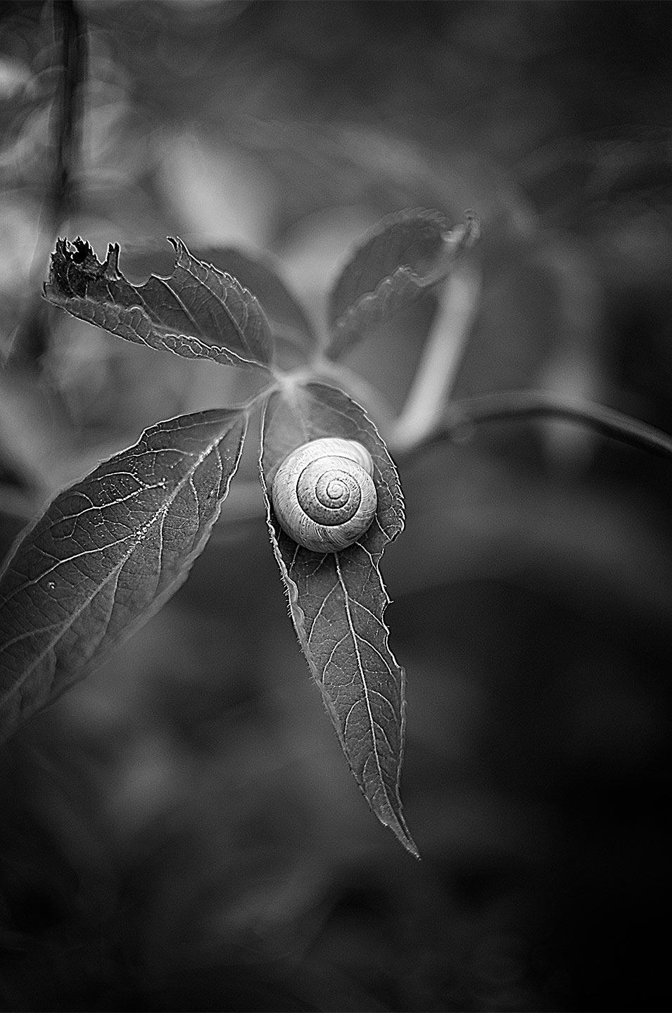 Snail av Henrik Hansen