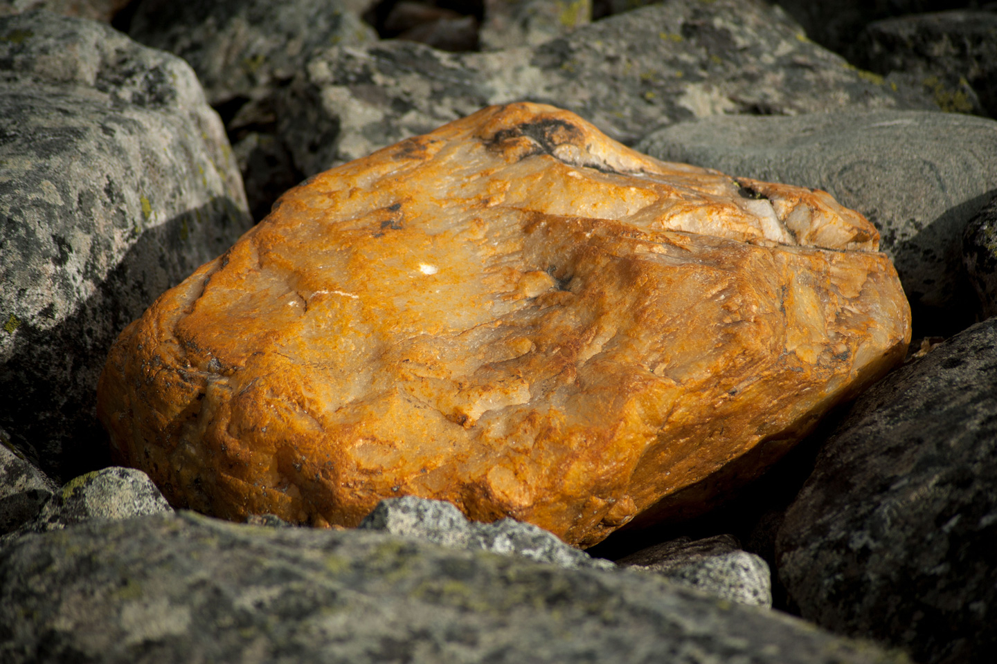 Stone Sheep av Iguan Design