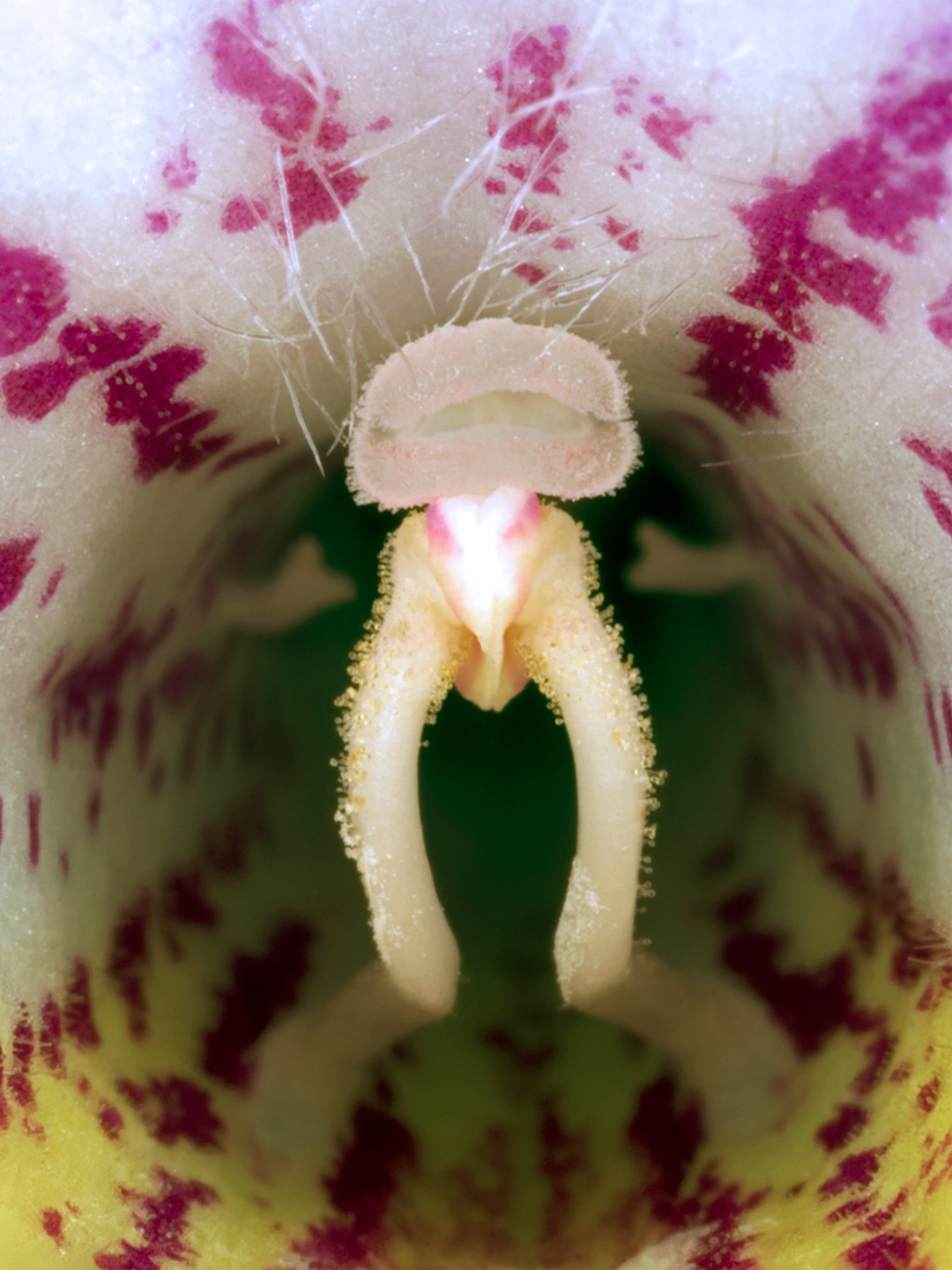 Streptocarpus av Pauline Snoeijs