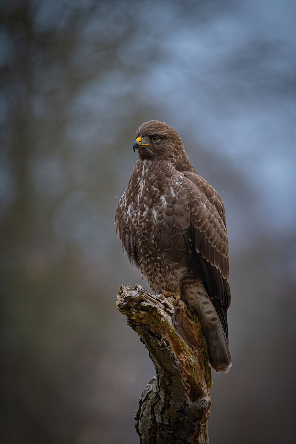 The buzzard av Daniel Faisst