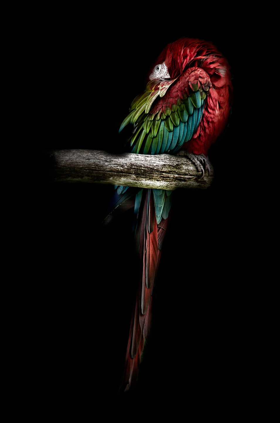 The Red Parrot av Gustavo Orensztajn