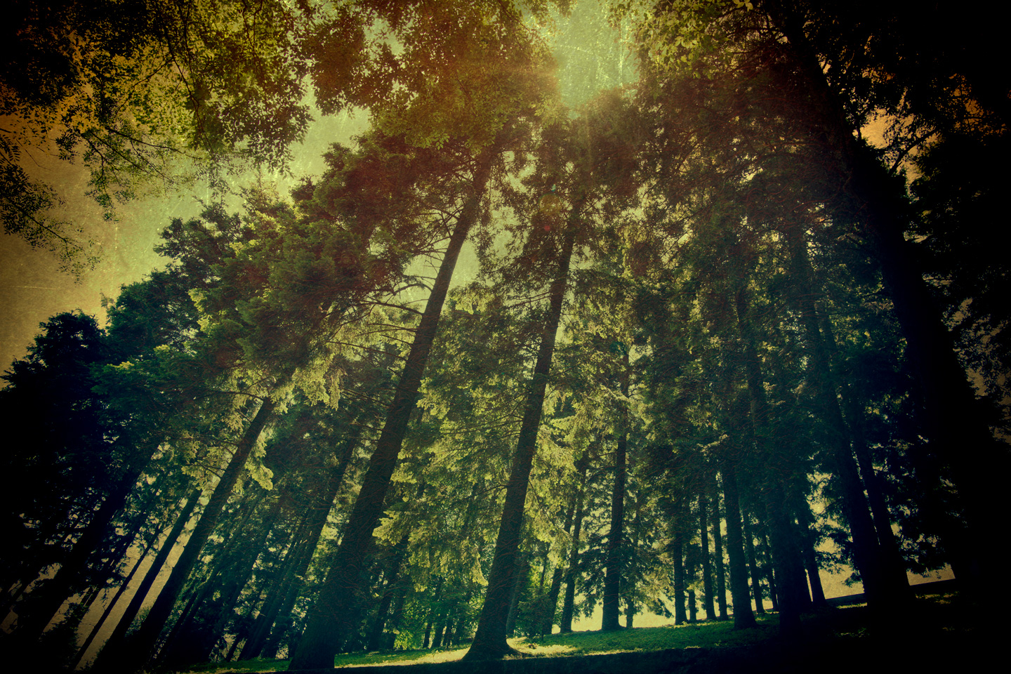 The Wood av Gustavo Orensztajn