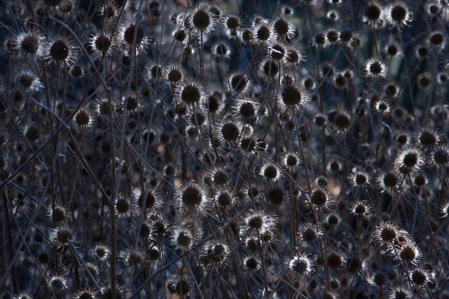 Thistle Light av Kirsten Stigsgaard