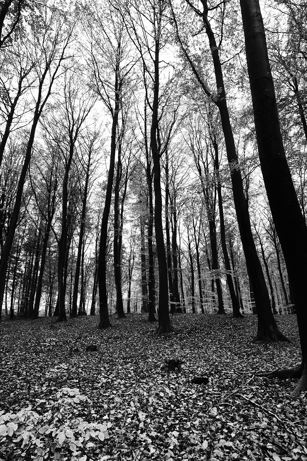 Trees av Jakob Evers