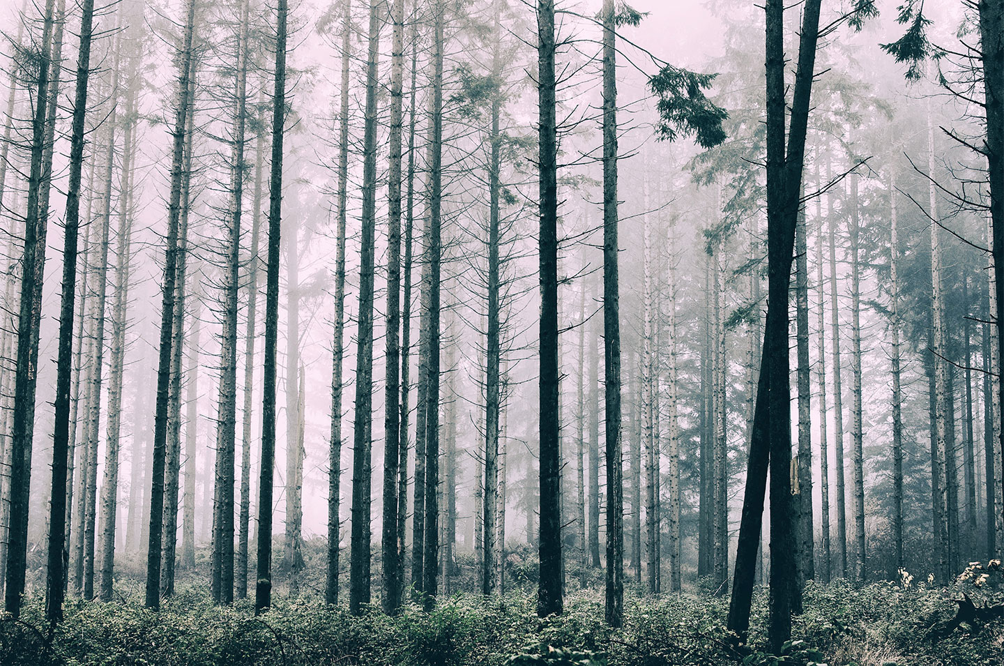 Trees1 av Henrik Hansen