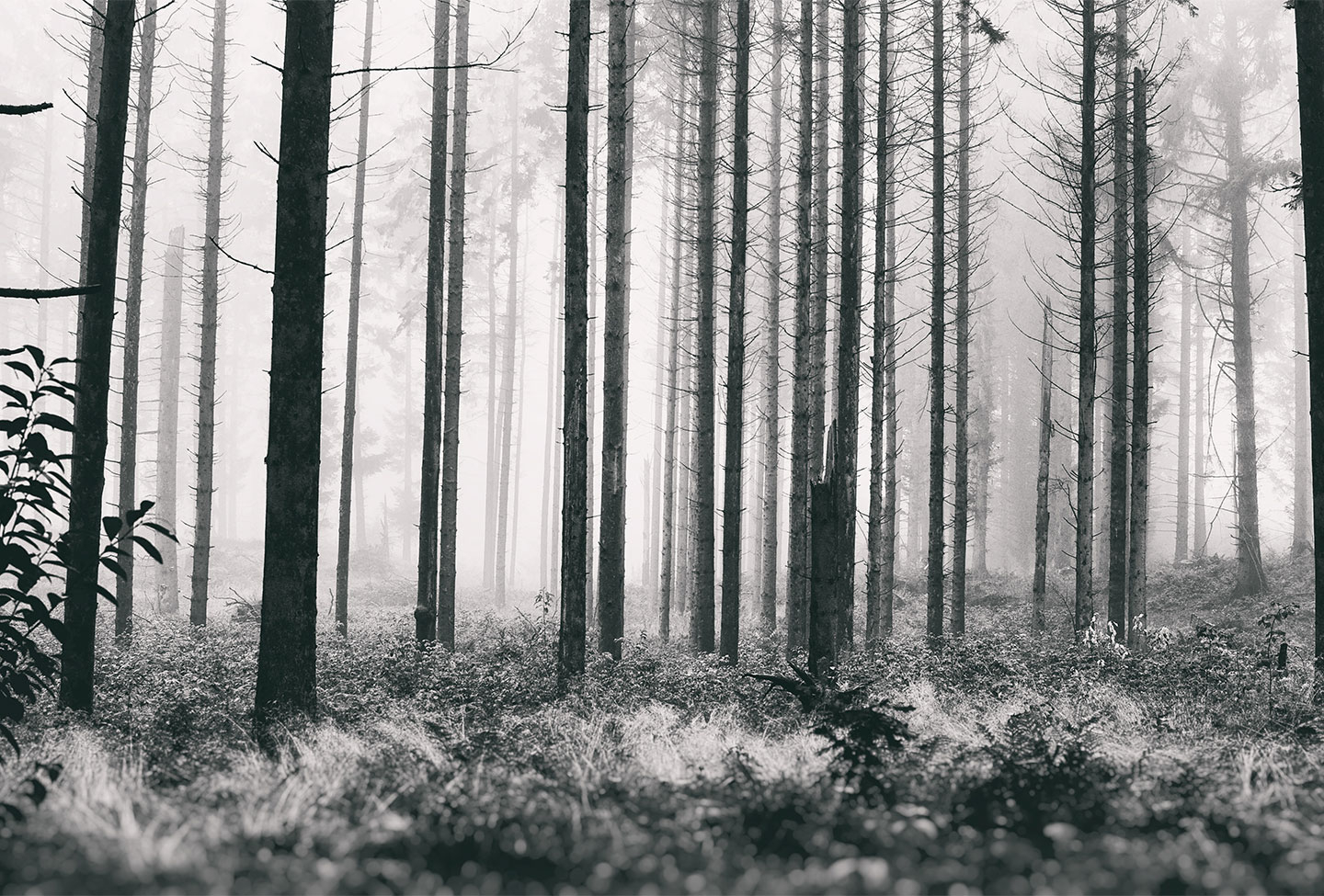 Trees2 av Henrik Hansen