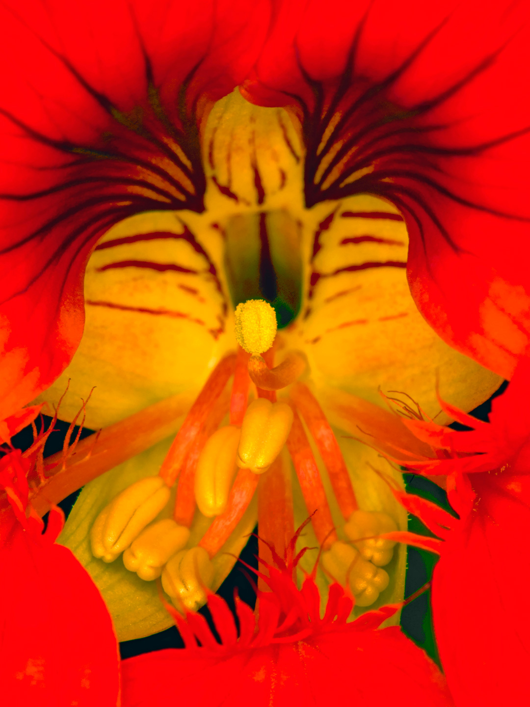 Tropaeolum av Pauline Snoeijs