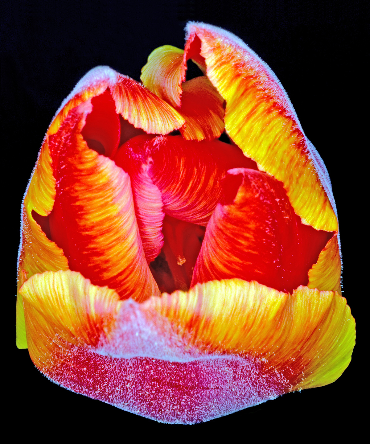 Tulipa 1 av Pauline Snoeijs