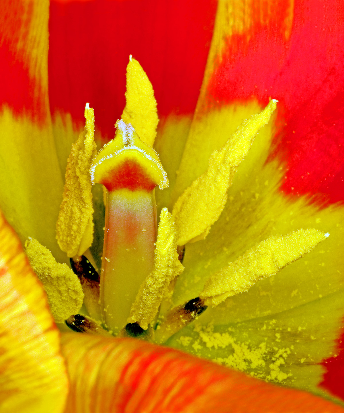 Tulipa 2 av Pauline Snoeijs
