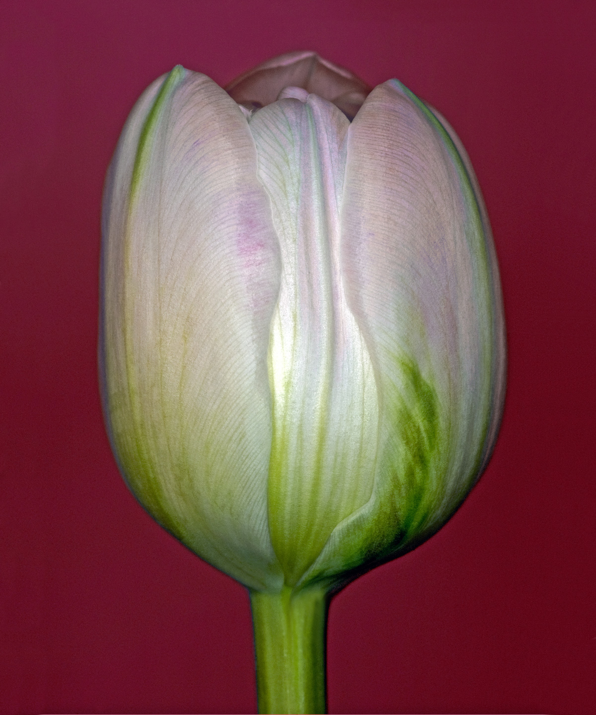 Tulipa 3 av Pauline Snoeijs
