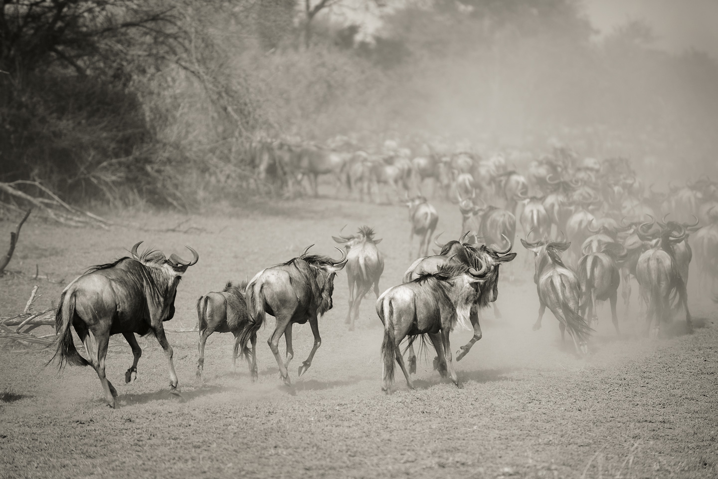 Wilderbeest in Serengeti av Julie Aucoin