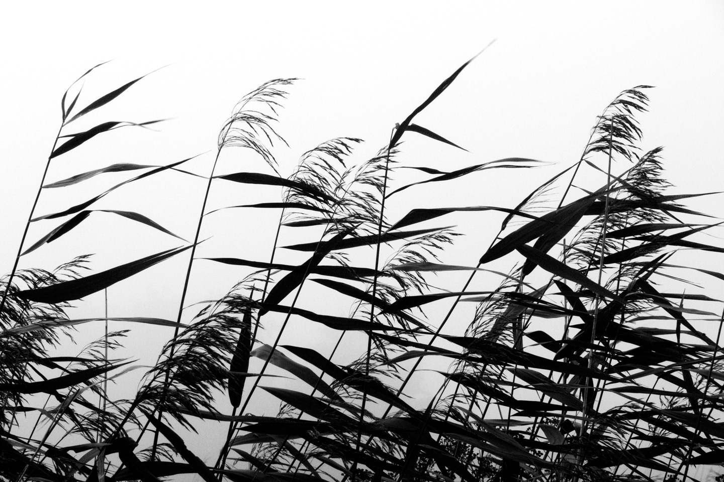 Windy weed black white av Kirsten Stigsgaard