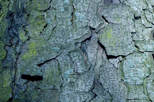 Blå Bark av Kirsten Stigsgaard