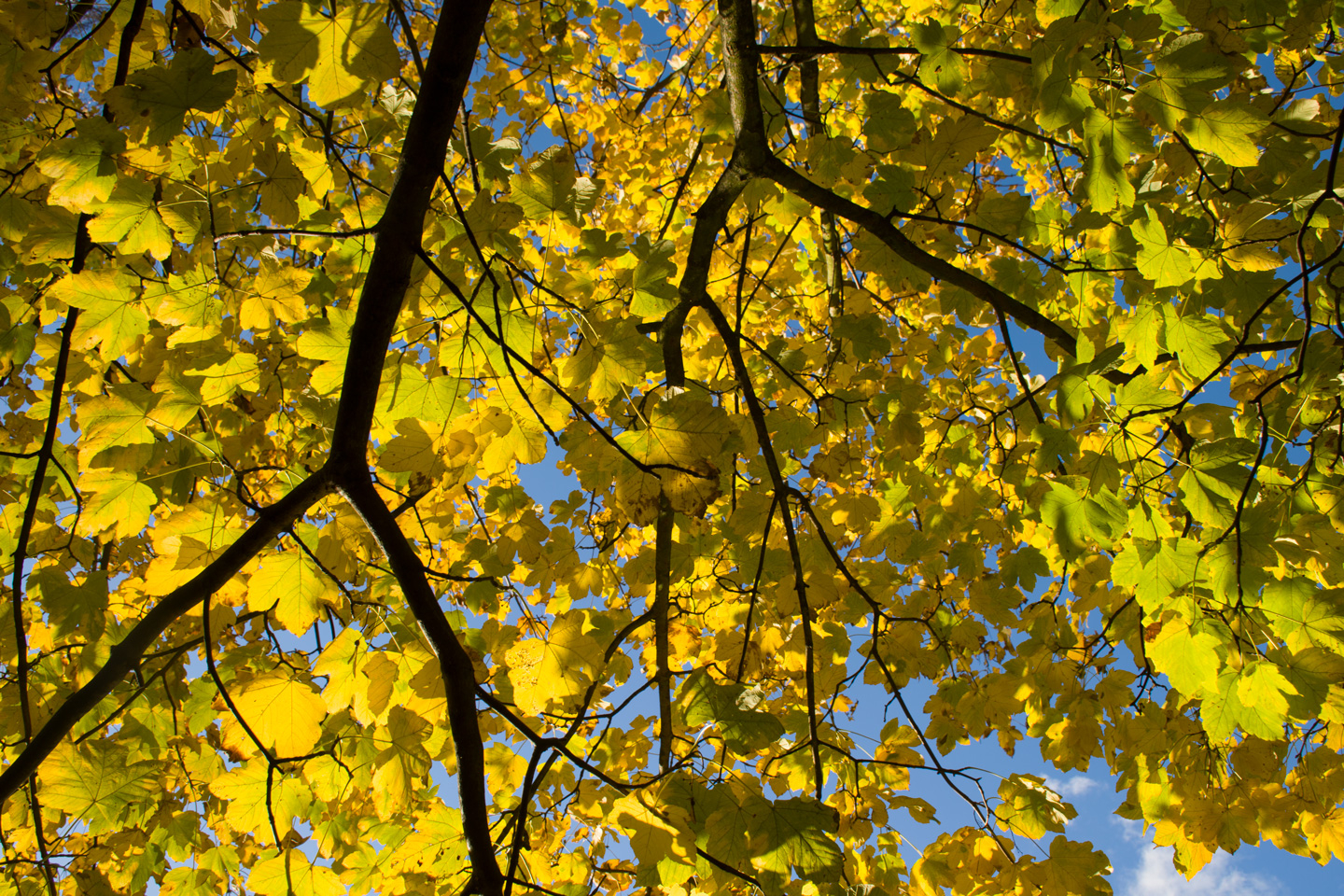 Yellow Maple av Kirsten Stigsgaard