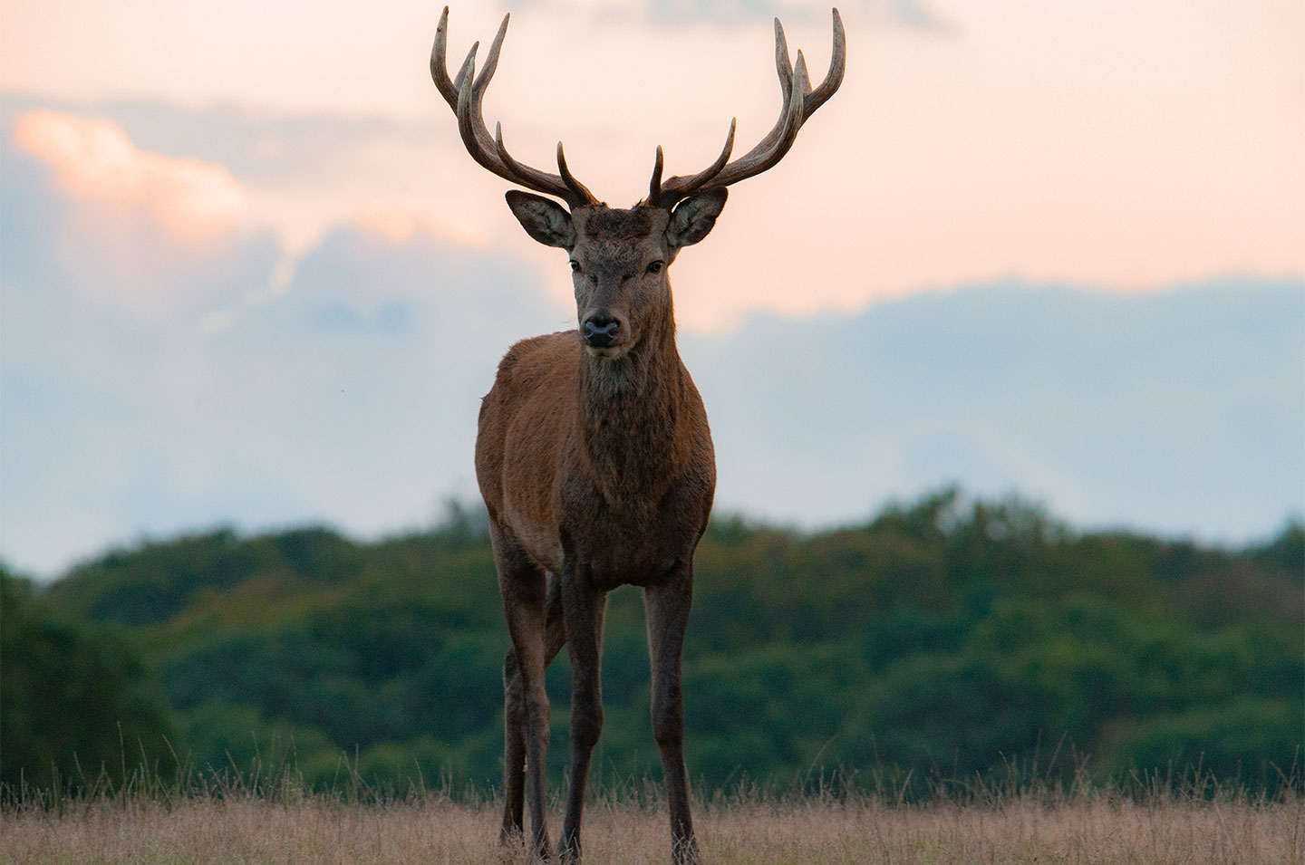 Young red deer stag av Daniel Faisst