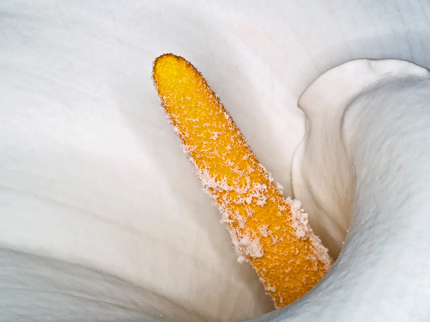 Zantedeschia Aethiopica av Pauline Snoeijs